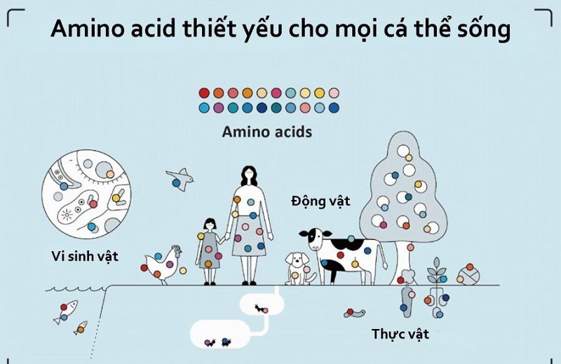Một số vai trò của amino axit